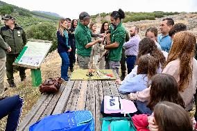 Release Of Imperial Eagle - Spain