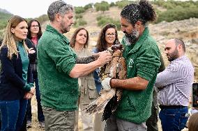 Release Of Imperial Eagle - Spain