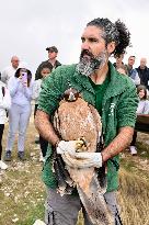 Release Of Imperial Eagle - Spain