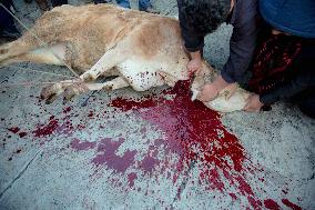 Pir Shalyar Celebration in Kurdistan Iran