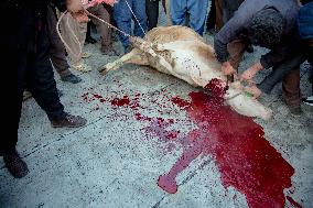 Pir Shalyar Celebration in Kurdistan Iran