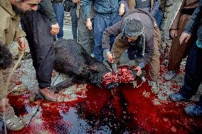 Pir Shalyar Celebration in Kurdistan Iran