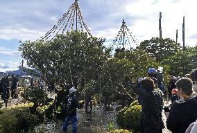 Tree protection work at Kanazawa garden