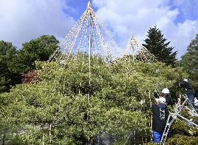 Tree protection work at Kanazawa garden