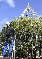 Tree protection work at Kanazawa garden