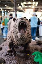 Salon Du Chocolat - Paris