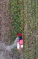 Red Sorghum Planting