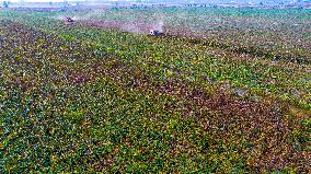 Red Sorghum Planting