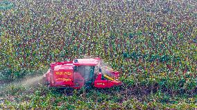 Red Sorghum Planting