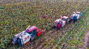 Red Sorghum Planting