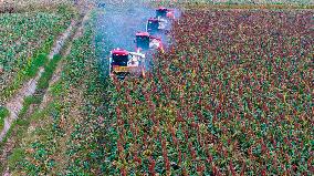 Red Sorghum Planting