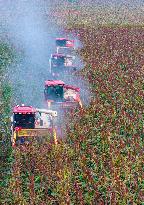 Red Sorghum Planting