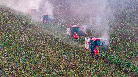Red Sorghum Planting