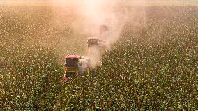 Red Sorghum Planting