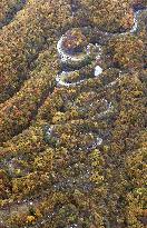 Autumn leaves in Nikko
