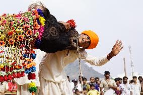 A Camel Performs During A Dance Competition - Pushkar