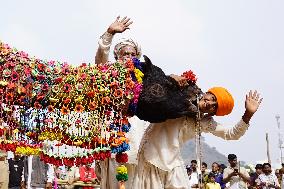 A Camel Performs During A Dance Competition - Pushkar