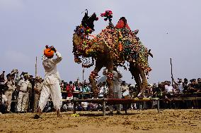 A Camel Performs During A Dance Competition - Pushkar