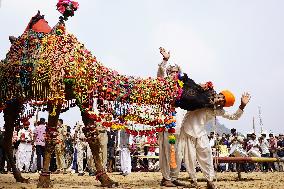 A Camel Performs During A Dance Competition - Pushkar