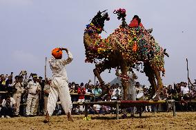 A Camel Performs During A Dance Competition - Pushkar