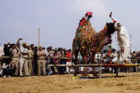 A Camel Performs During A Dance Competition - Pushkar