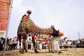 A Camel Performs During A Dance Competition - Pushkar