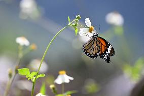Autumn Scenery - China
