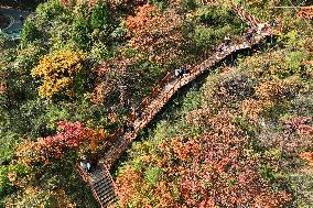 Autumn Scenery - China