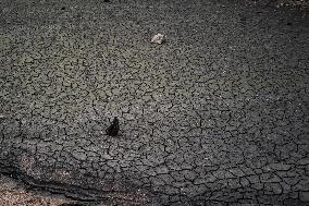 French Lake Dries Up Due To Winter Drought - Burgundy