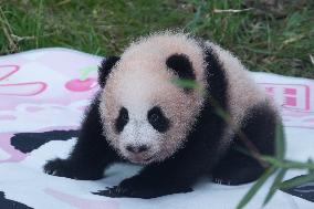 Giant Panda Liangyue Cub