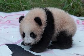 Giant Panda Liangyue Cub