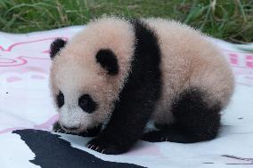 Giant Panda Liangyue Cub