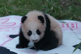 Giant Panda Liangyue Cub