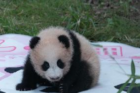 Giant Panda Liangyue Cub