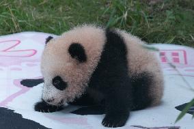 Giant Panda Liangyue Cub