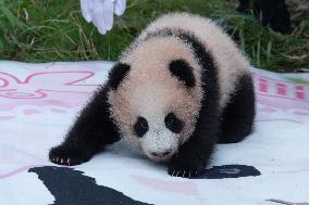 Giant Panda Liangyue Cub