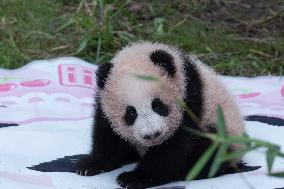 Giant Panda Liangyue Cub