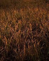 Autumn Light In Morvan - Burgundy