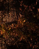 Autumn Light In Morvan - Burgundy