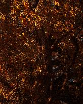 Autumn Light In Morvan - Burgundy