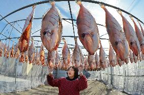 Drying Dried Fish in Qingdao