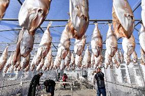 Drying Dried Fish in Qingdao