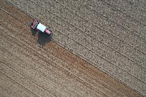 Grain Harvest - China