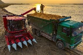 Grain Harvest - China