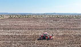 Grain Harvest - China