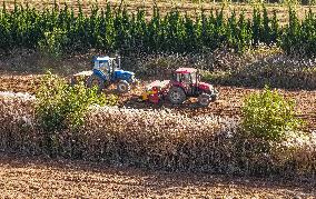 Grain Harvest - China