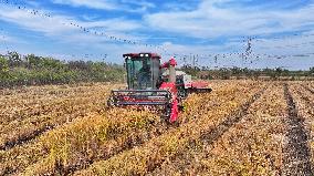 Grain Harvest - China