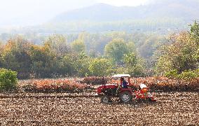 Grain Harvest - China
