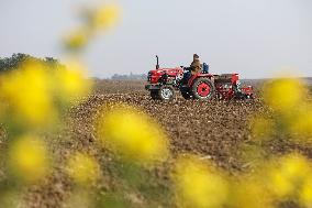Grain Harvest - China