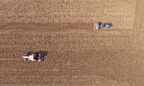 Grain Harvest - China